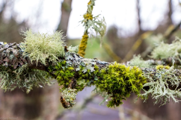 Moss & Lichen on Tree Branch
Tualitin Wildlife Refuge
Oregon